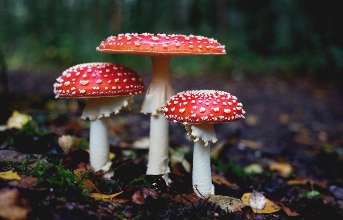Trois champignons rouges