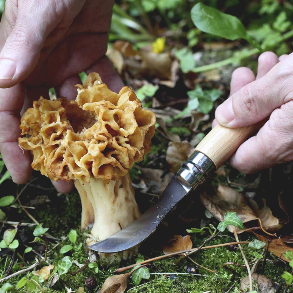 Coupe d'un champignon avec un couteau opinel