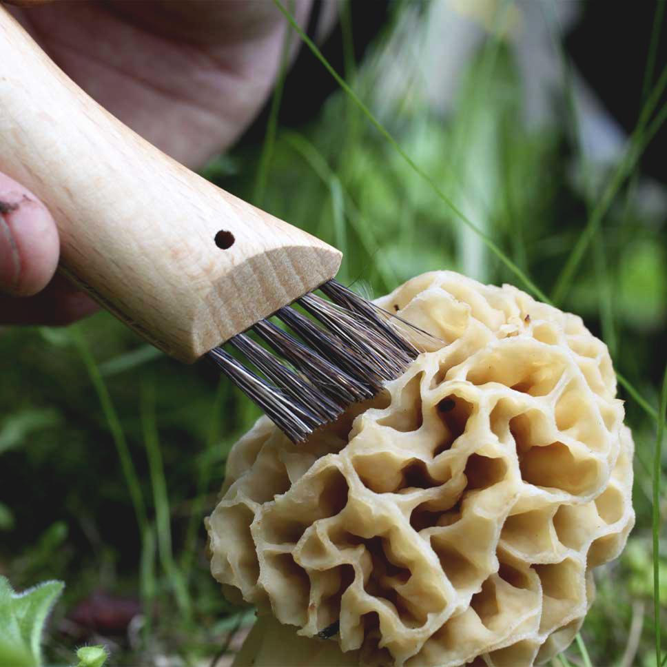 Nettoyage d'un champignon avec la brosse du couteau Opinel