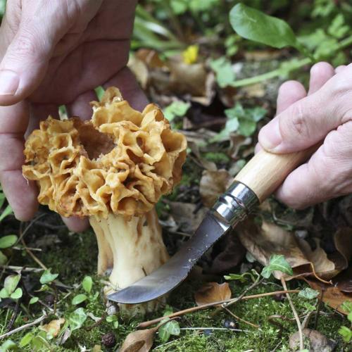 Coupe d'un champignon avec un couteau Opinel